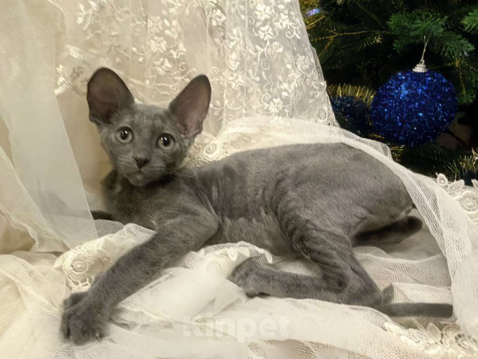 Кошки в других городах Тульской области: Маленькая принцесса Алиса Девочка, 50 000 руб. - фото 5