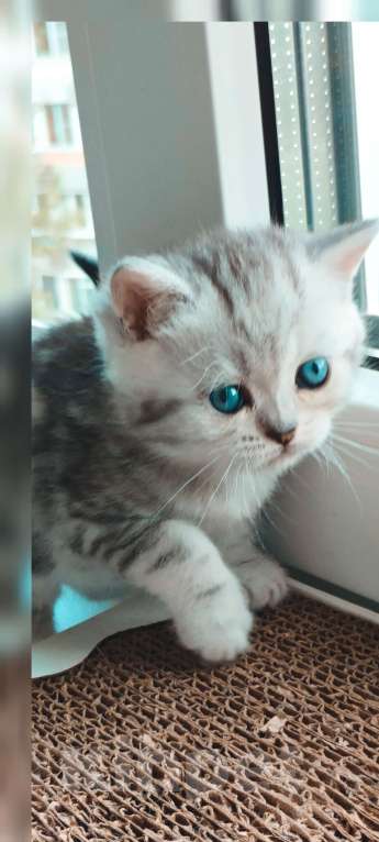 Кошки в Пскове: Продам шотландскую мраморную девочку Девочка, 7 000 руб. - фото 4