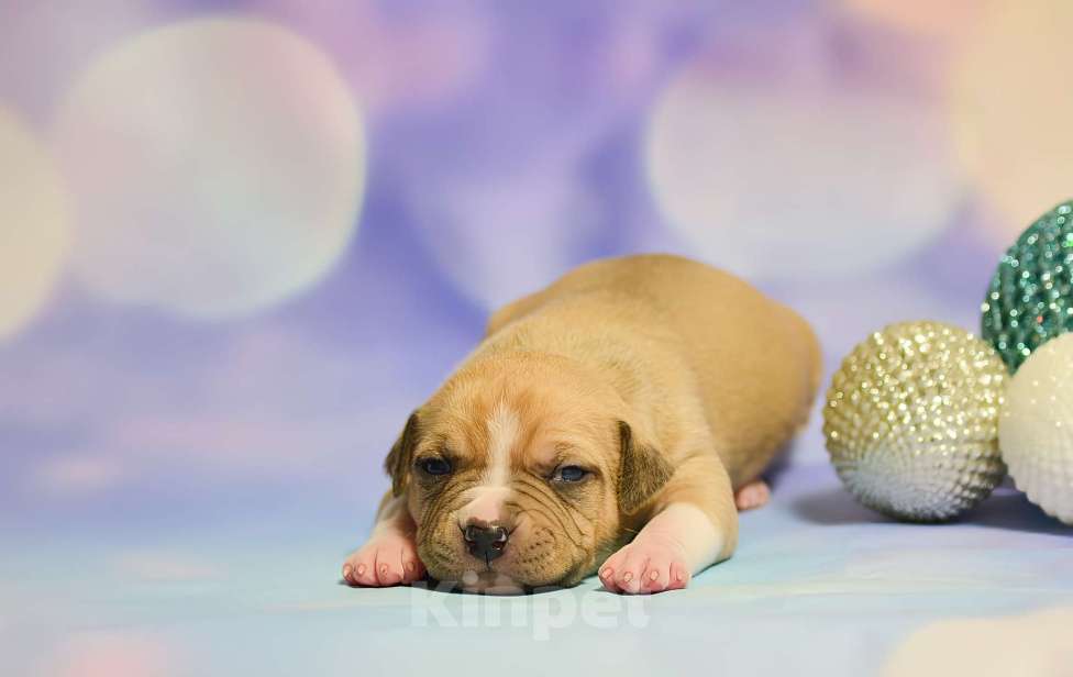 Собаки в Люберцах: Крупный парень Мальчик, 60 000 руб. - фото 1