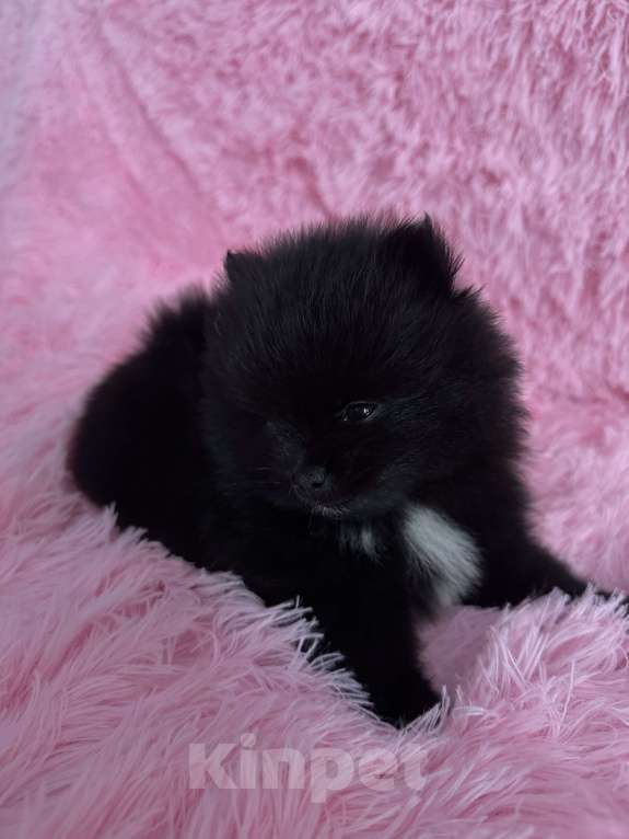 Собаки в Рязани: Померанский шпиц  Девочка, 26 000 руб. - фото 6