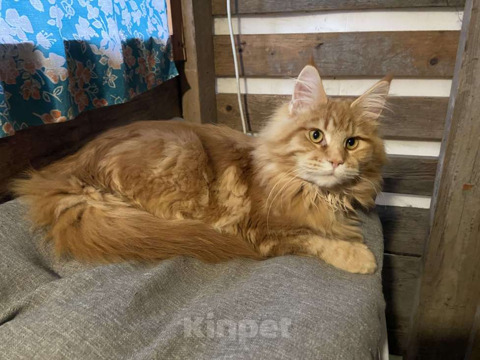 Кошки в Москве: Котята мейн-кун Девочка, 35 000 руб. - фото 1