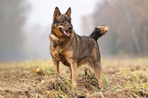 Альма — задорная собачка