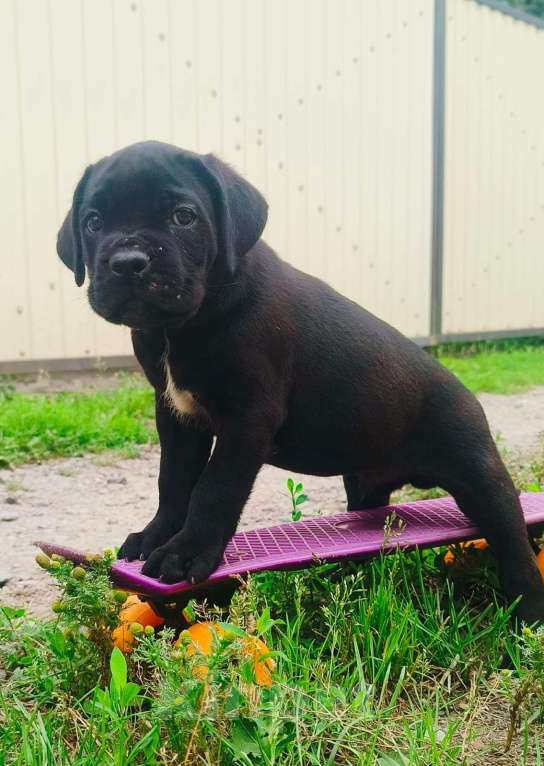 Собаки в Москве: Щенки кане корсо Девочка, 60 000 руб. - фото 5