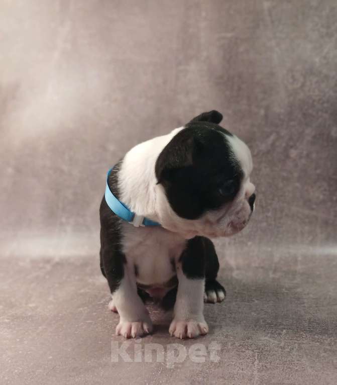 Собаки в Санкт-Петербурге: Кобель породы бостон терьер Мальчик, 80 000 руб. - фото 3