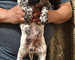 Собаки в Нижнем Новгороде: Щенок русского охотничьего спаниеля. Девочка, 25 000 руб. - фото 2