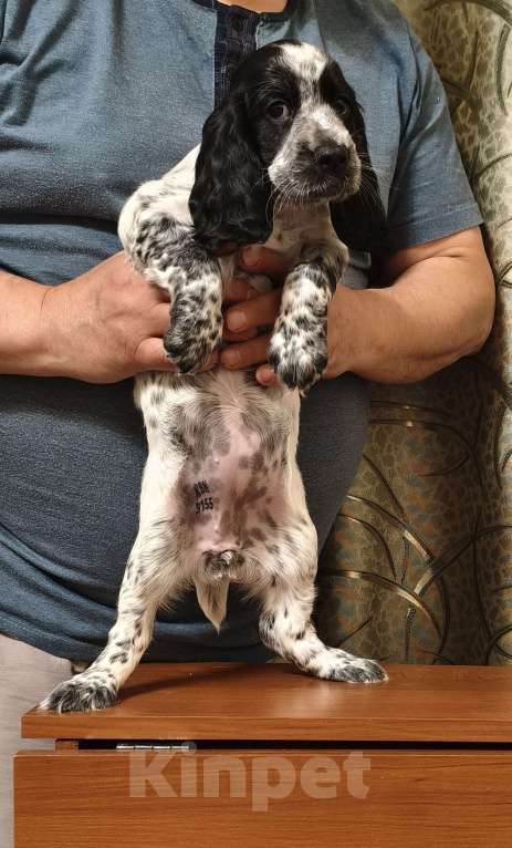 Собаки в Нижнем Новгороде: Щенок русского охотничьего спаниеля. Девочка, 25 000 руб. - фото 2