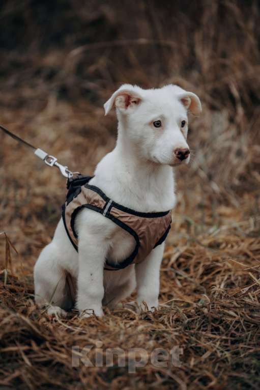 Собаки в Москве: белоснежная красотка в дар Девочка, Бесплатно - фото 9
