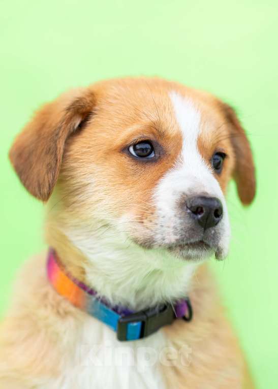 Собаки в других городах Московской области: Щенок Марта в добрые руки Девочка, Бесплатно - фото 9