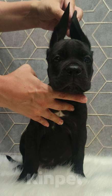 Собаки в Москве: Щенки кане корсо Девочка, 60 000 руб. - фото 2