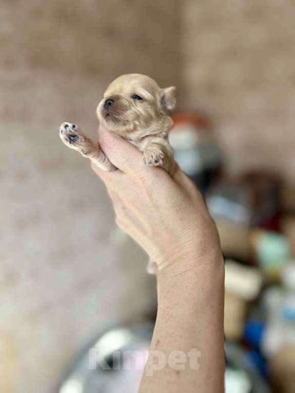 Собаки в Санкт-Петербурге: Мини мальтипу мальчик Мальчик, 160 000 руб. - фото 2