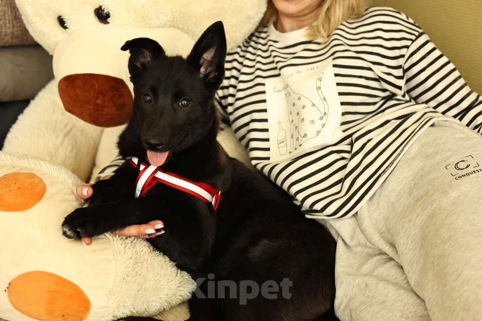 Собаки в Москве: Щенок в Москве бесплатно Девочка, Бесплатно - фото 5