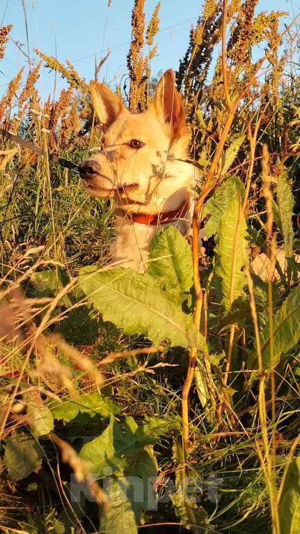 Собаки в Москве: Умка мечтает о семье, возраст 1 годик, идеальная собака  Девочка, Бесплатно - фото 4