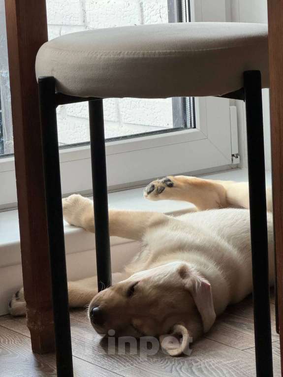 Собаки в Новосибирске: Продам щенка лабрадора Мальчик, 30 000 руб. - фото 3