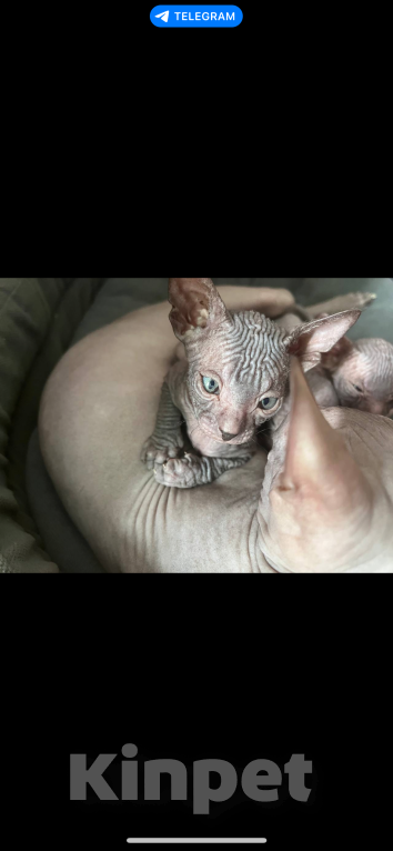 Кошки в Черногорске: Котята донского сфинкса Мальчик, 9 000 руб. - фото 3