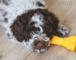 Собаки в Москве: Щенок лаготто романьоло Мальчик, 220 000 руб. - фото 4