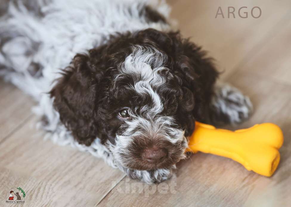 Собаки в Москве: Щенок лаготто романьоло Мальчик, 220 000 руб. - фото 4