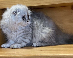 Кошки в Нижнем Новгороде: Серебристая вислоухая кошка Девочка, 25 000 руб. - фото 3