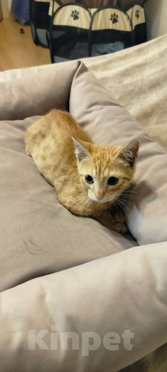 Кошки в Мурином: Рыжий мальчик в добрые руки Мальчик, Бесплатно - фото 1