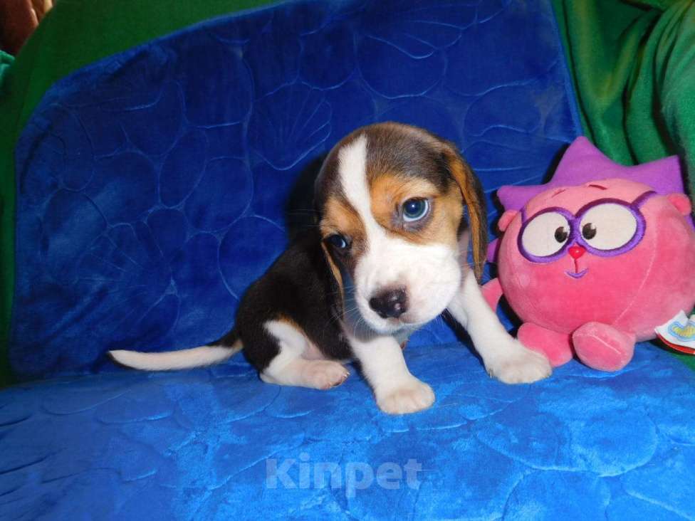 Собаки в Москве: Биглики Девочка, 40 000 руб. - фото 6