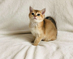Кошки в Колпашево: Котик шотландец, 15 000 руб. - фото 7