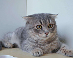 Кошки в Кингисеппе: Котенок, Бесплатно - фото 4