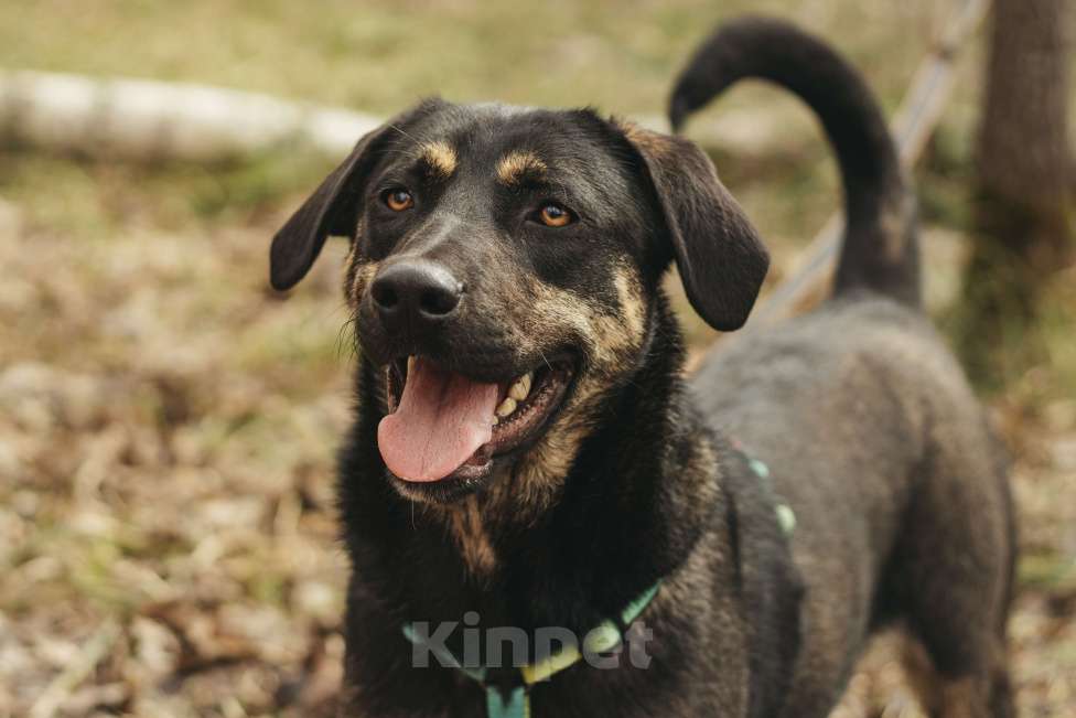 Собаки в Москве: Щенок в добрые руки Мальчик, Бесплатно - фото 4