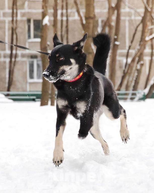 Собаки в Москве: Я Стеша :) Ищу тебя! Девочка, Бесплатно - фото 6