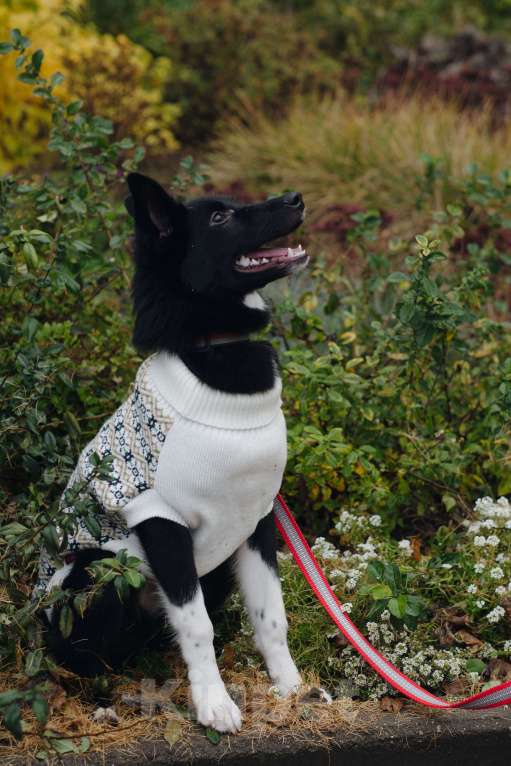 Собаки в Костроме: Бэллочка в поиске дома.  Девочка, Бесплатно - фото 9