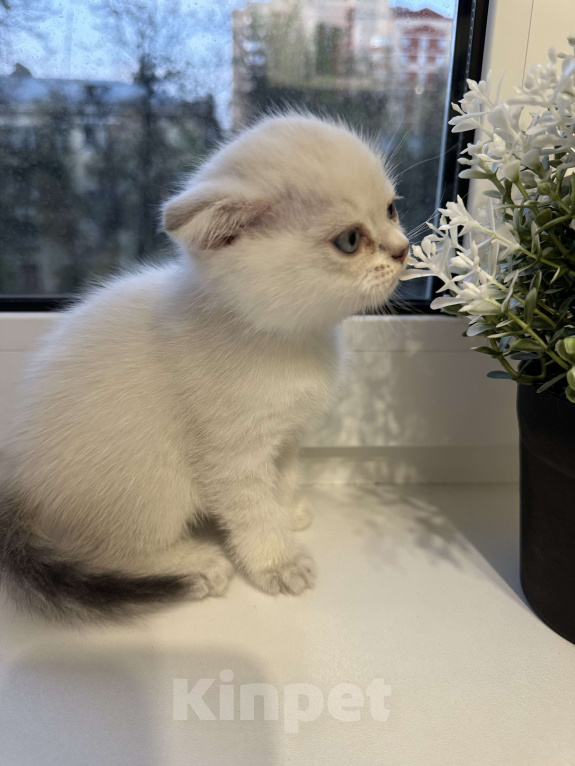 Кошки в Люберцах: Котята британцы Мальчик, 6 000 руб. - фото 3