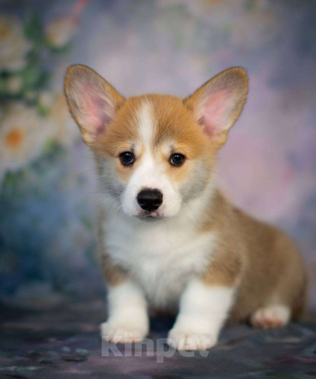 Собаки в Гатчине: Щенки вельш-корги пемброк (РКФ) Мальчик, 70 000 руб. - фото 2