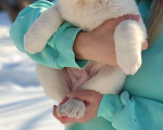 Собаки в Челябинске: Породные щенки Алабай среднеазиатской овчарки Мальчик, 29 000 руб. - фото 1