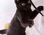 Кошки в Москве: Котенок Стеллочка ищет дом Девочка, Бесплатно - фото 1