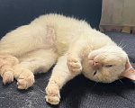 Кошки в Москве: Котенок Зефир ищет дом Мальчик, Бесплатно - фото 2