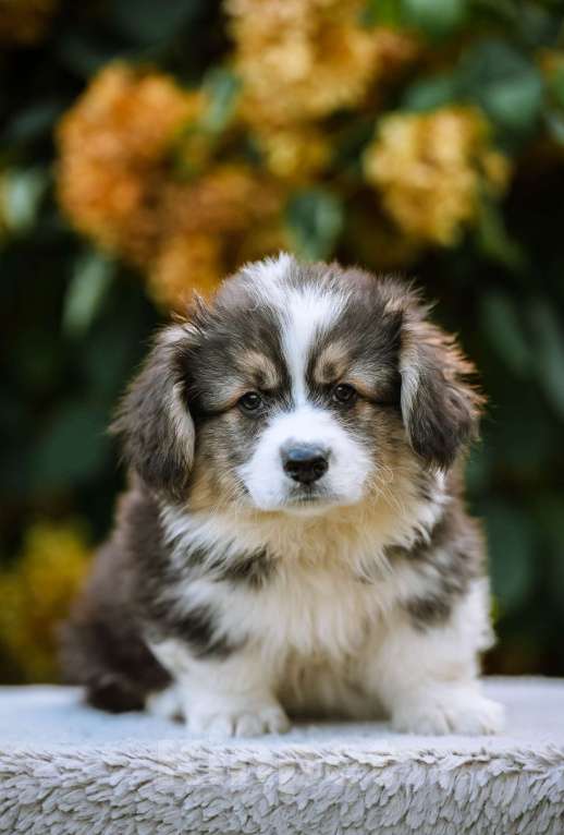 Собаки в Новосибирске: Вельш Корги Пемброк Джон Сильвер (Флаффи) Мальчик, 55 000 руб. - фото 8