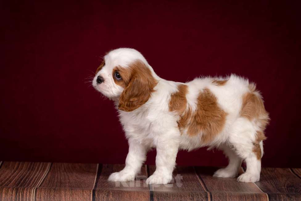 Собаки в Королеве: Кавалер Кинг Чарльз спаниель щенок мальчик мини Мальчик, 65 000 руб. - фото 7