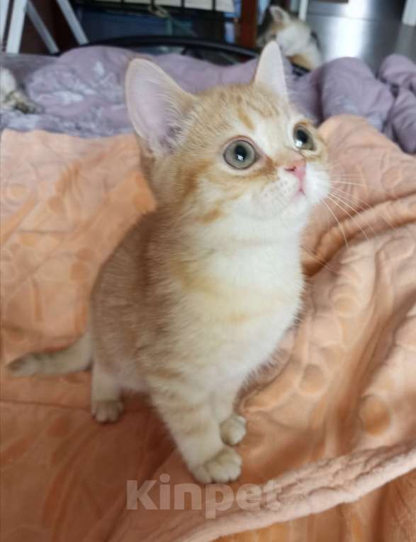 Кошки в Москве: Девочка шотландка Девочка, 15 000 руб. - фото 2