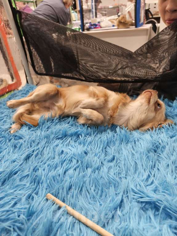 Собаки в других городах Московской области: Продам Чихуахуа 1 год Кобель Мальчик, 45 000 руб. - фото 7