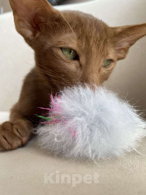 Кошки в Анапе: Ориентальный котик Мальчик, 70 000 руб. - фото 4