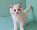 Кошки в Пензе: Котёнок девочка породы Рэгдолл - Beatrice Девочка, 65 000 руб. - фото 4