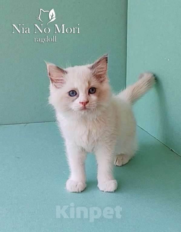 Кошки в Пензе: Котёнок девочка породы Рэгдолл - Beatrice Девочка, 65 000 руб. - фото 4