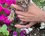 Кошки в Пензе: Котят в добрые руки СРОЧНО! Девочка, Бесплатно - фото 1
