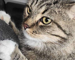 Кошки в Всеволожске: Пропал кот СНТ Трублит Мальчик, Бесплатно - фото 1
