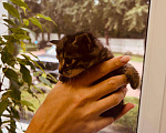 Кошки в Москве: Котята ищут  Мальчик, Бесплатно - фото 2