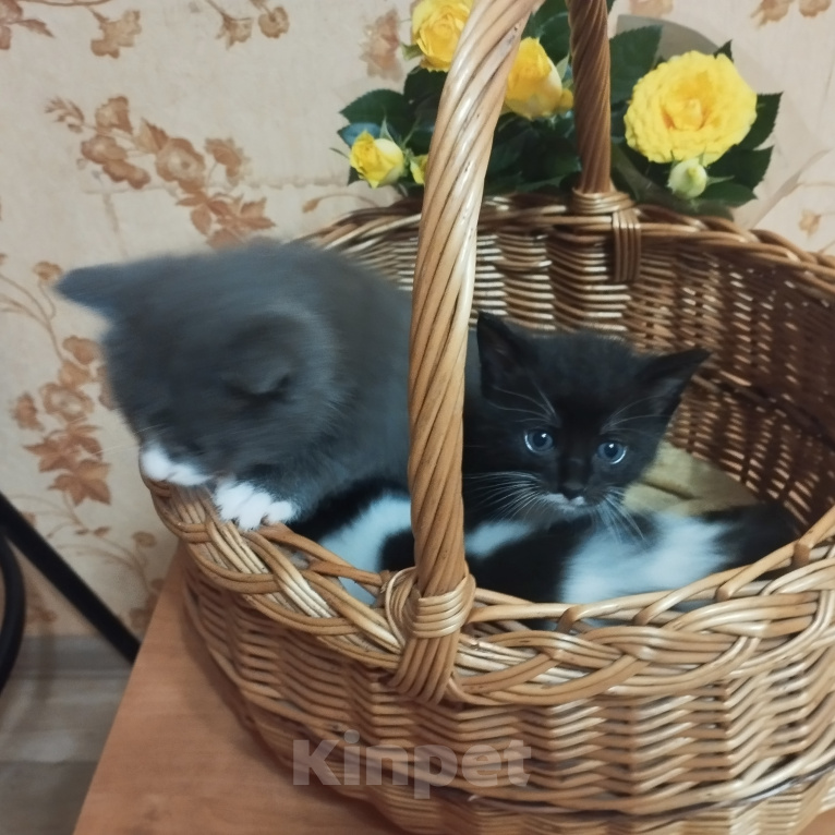 Кошки в Дмитрове: маленький котенок ищет семью Девочка, Бесплатно - фото 4