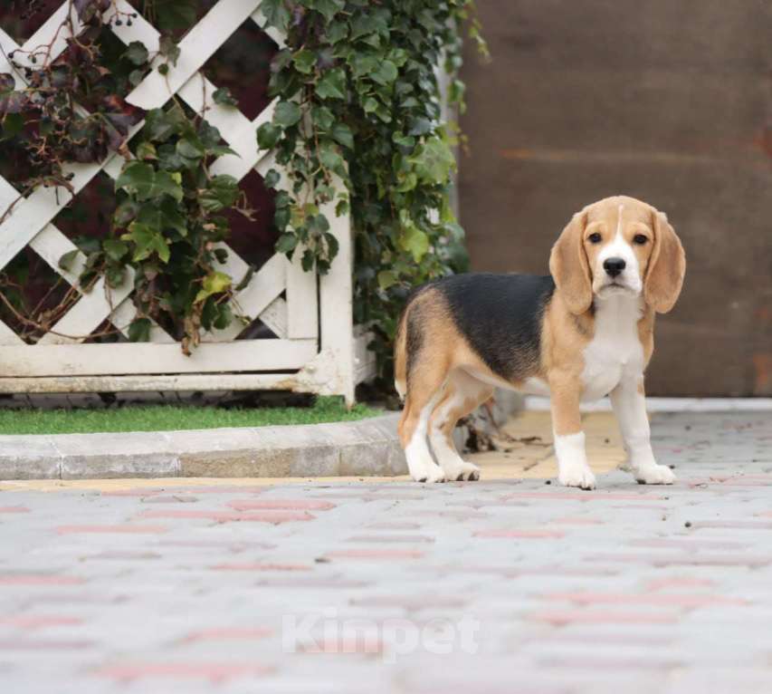 Собаки в Краснодаре: Очень милая бигледевочка! Девочка, 35 000 руб. - фото 3