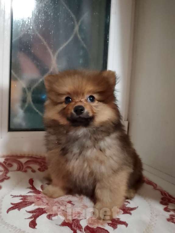 Собаки в Иркутске: Продам щенков шпица Девочка, 25 000 руб. - фото 1