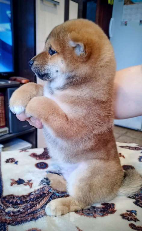 Собаки в других городах Ленинградской области: Великолепные щенки породы Сиба-ину Мальчик, Бесплатно - фото 3