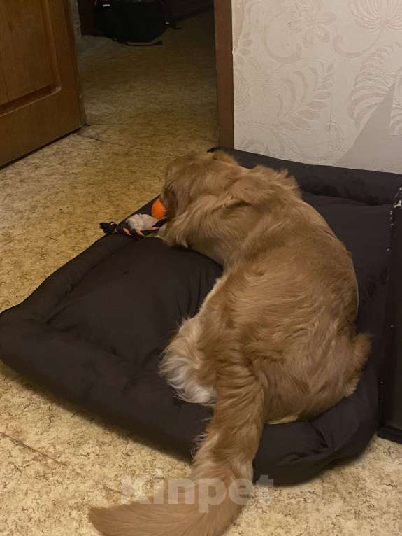 Собаки в Москве: Золотистый ретривер вязка Мальчик, 10 000 руб. - фото 2