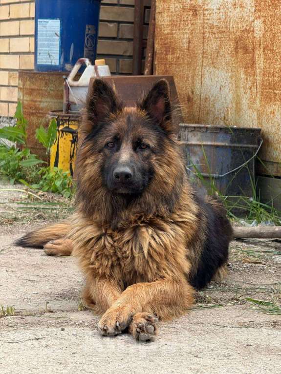 Собаки в Казани: Щенок немецкой овчарки  Девочка, 20 000 руб. - фото 6