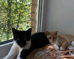 Кошки в Колпино: Котенок в добрые руки Мальчик, Бесплатно - фото 2